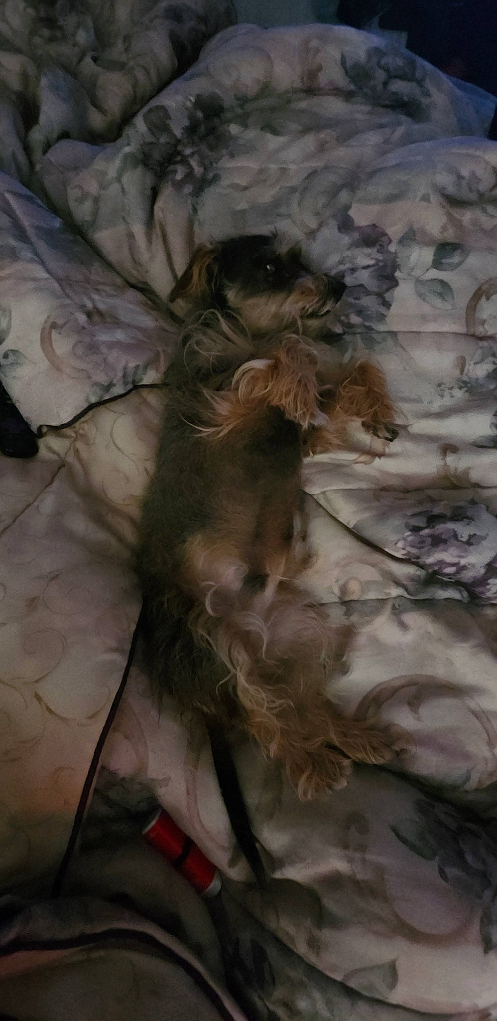 Charlie joined the competition — help win amazing prizes! art, artwork, cg_artwork, drawing, feather, flooring, fur, grey, linens, painting, pattern, petal, still_life, still_life_photography, tail, tints_and_shades, twig, visual_arts, watercolor_paint, wood