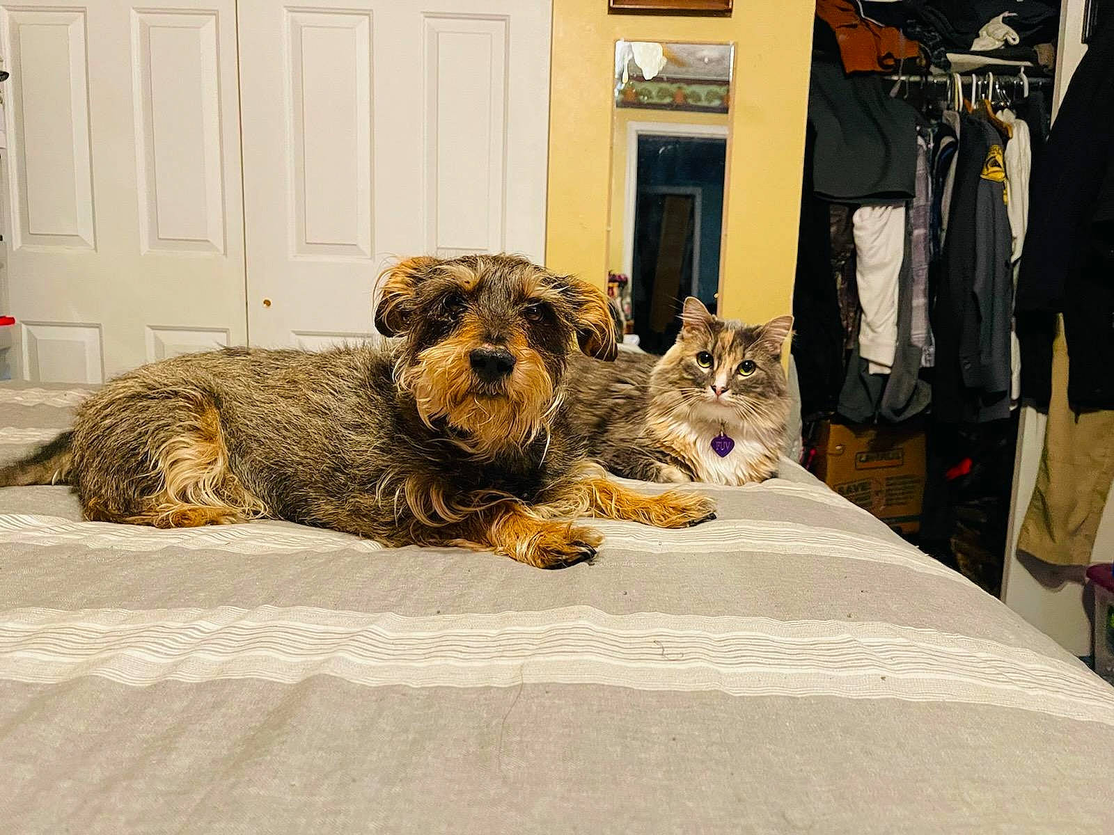 Charlie is registered to the contest to win money with this photo: bed, canidae, carnivore, cat, comfort, companion_dog, dog_breed, domestic_short_haired_cat, door, felidae, flooring, fur, grey, mammal, small_to_medium_sized_cats, sporting_group, tail, terrestrial_animal, whiskers, wood