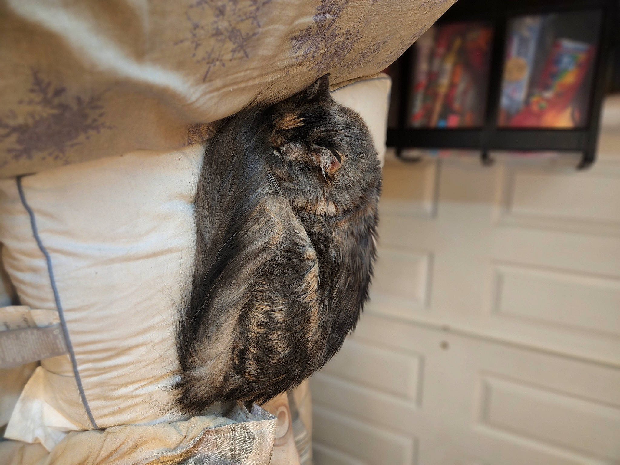 Fuv joined the competition — help win amazing prizes! canidae, carnivore, comfort, companion_dog, dog, dog_breed, ear, fawn, feather, felidae, fur, human_leg, room, small_to_medium_sized_cats, snout, sporting_group, tail, whiskers, wood, wool