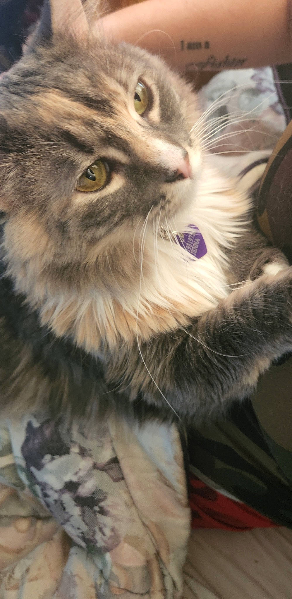 Fuv is registered to the contest to win money with this photo: carnivore, cat, claw, close_up, domestic_short_haired_cat, felidae, fur, paw, photography, small_to_medium_sized_cats, snout, terrestrial_animal, whiskers, wildlife