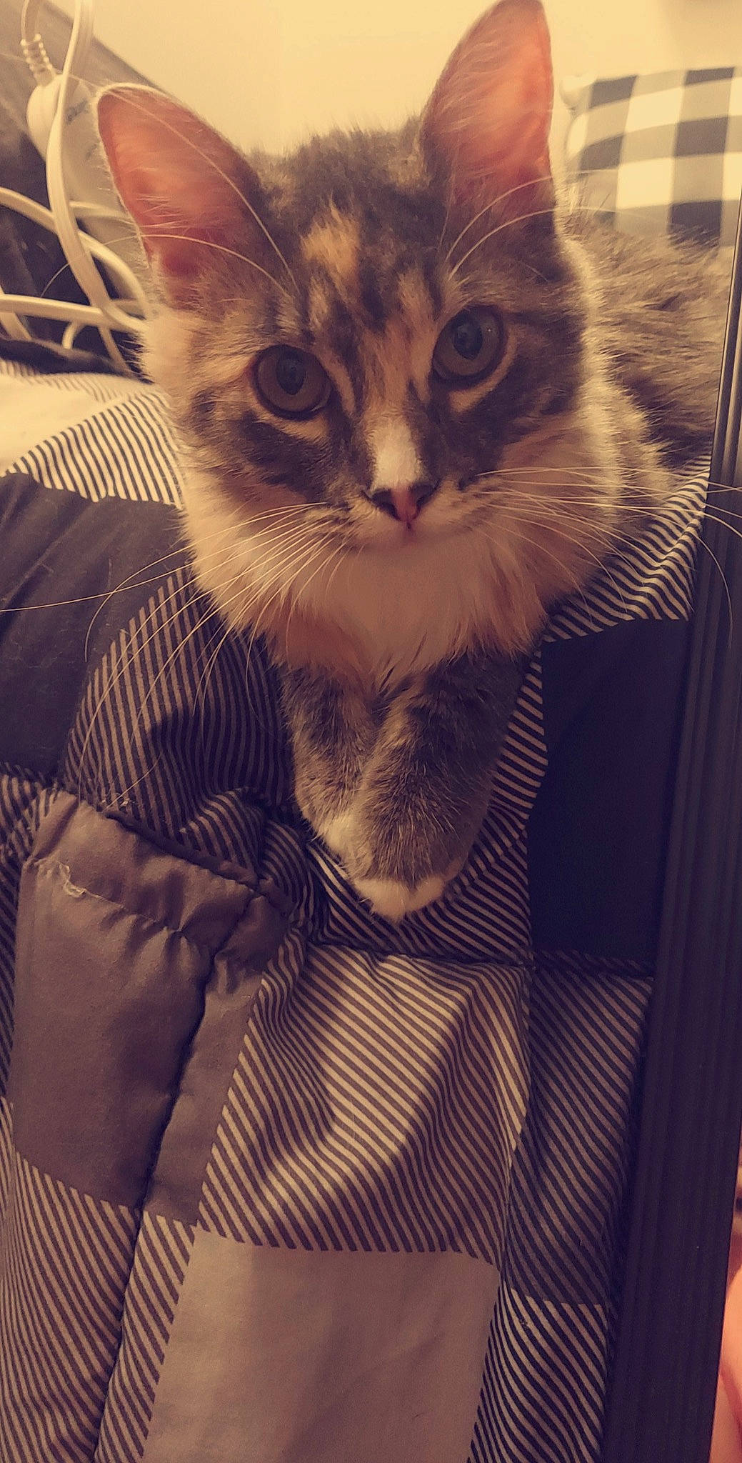 Fuv is registered to the contest to win money with this photo: carnivore, cat, claw, comfort, domestic_short_haired_cat, felidae, fur, pattern, paw, small_to_medium_sized_cats, snout, square, tail, whiskers