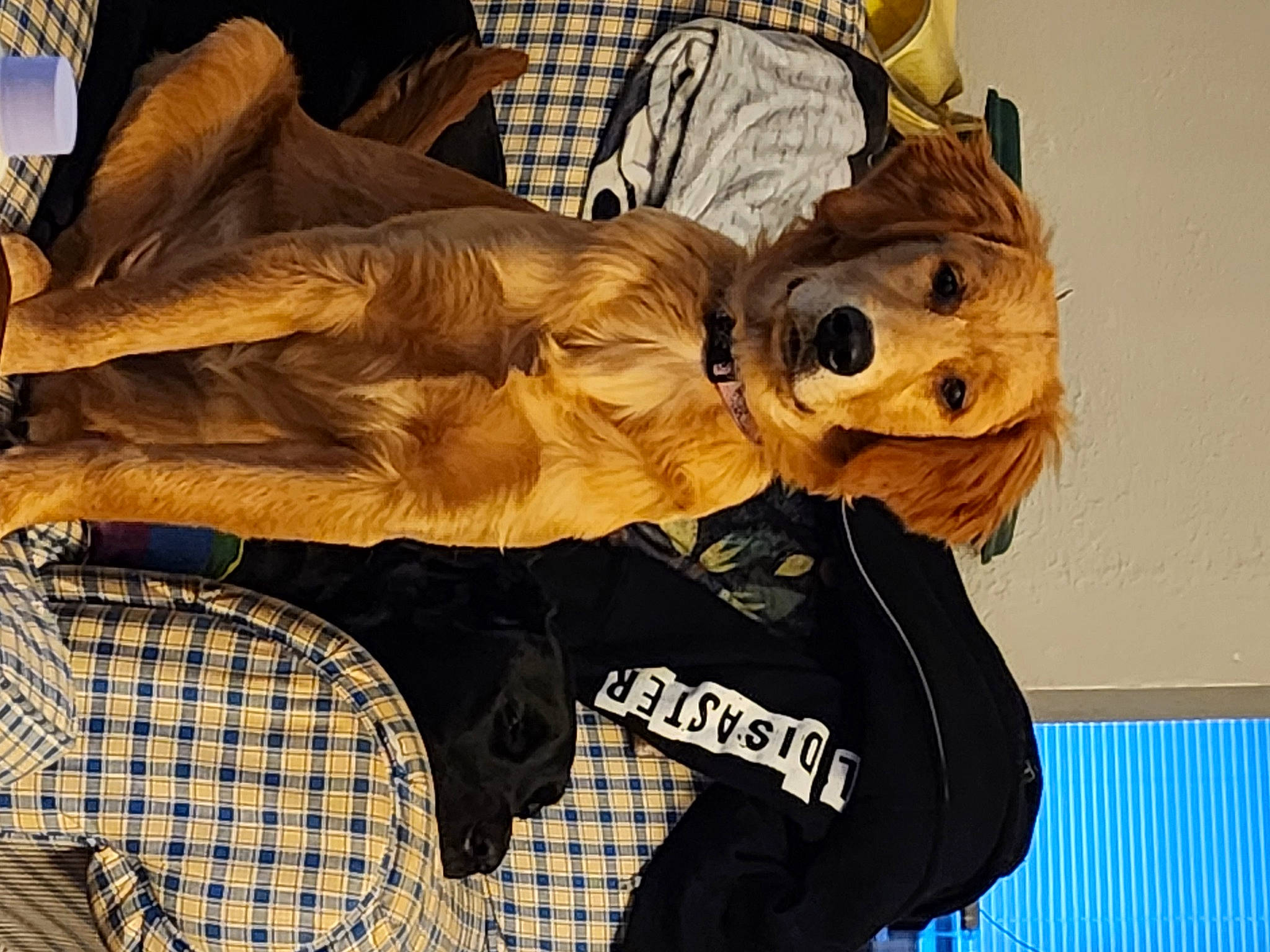 Daisy joined the competition — help win amazing prizes! canidae, carnivore, companion_dog, costume, dog_breed, eyewear, fun, fur, fur_clothing, human_leg, pattern, personal_protective_equipment, plaid, sleeve, sporting_group, sportswear, sunglasses, tartan, thigh, wood