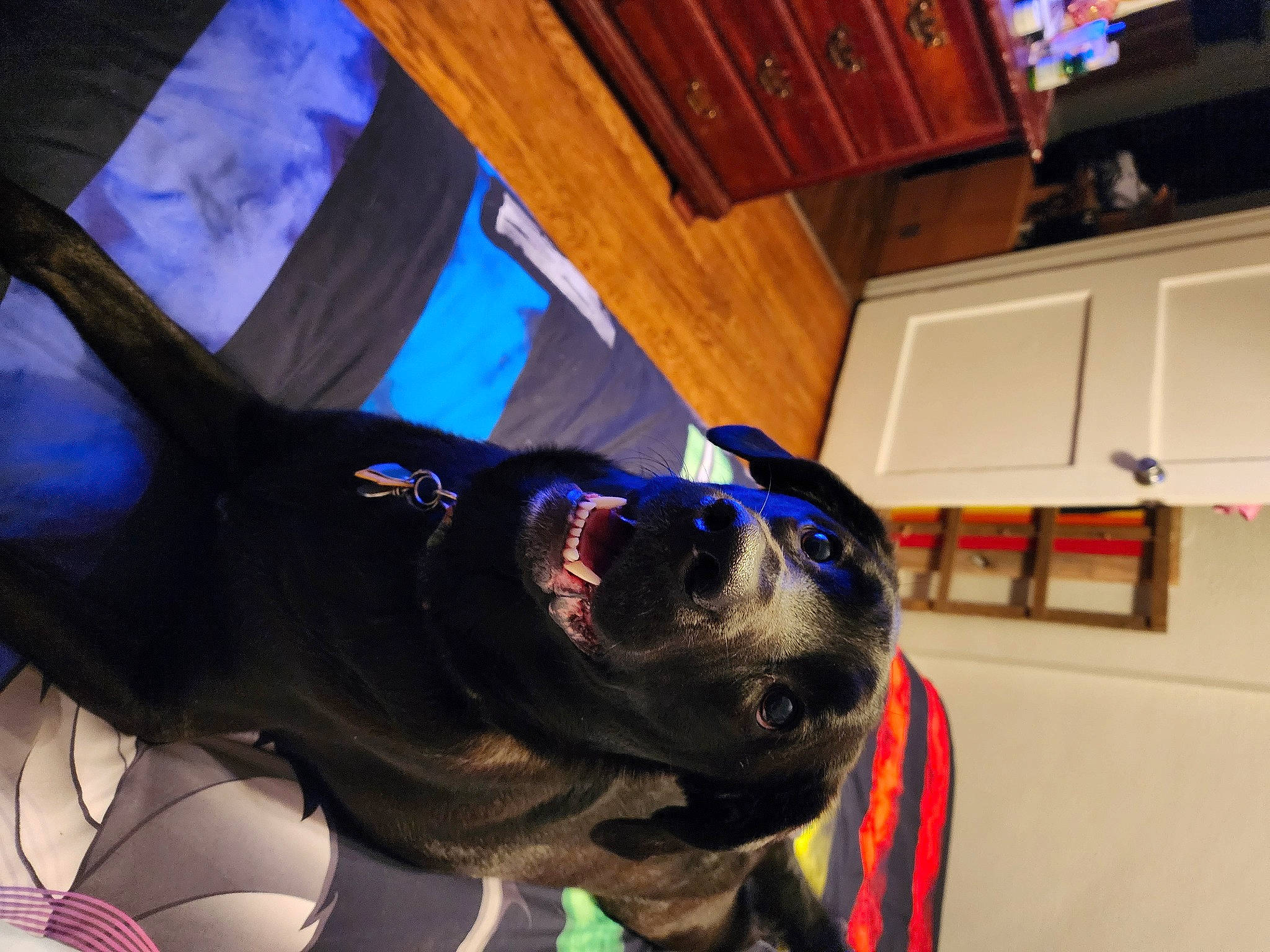 Lilly is registered to the contest to win money with this photo: blue, cabinetry, carnivore, collar, companion_dog, dog, dog_breed, dog_collar, electric_blue, fawn, flooring, hardwood, kitchen_appliance, leash, personal_protective_equipment, purple, sunglasses, whiskers, wood, working_animal