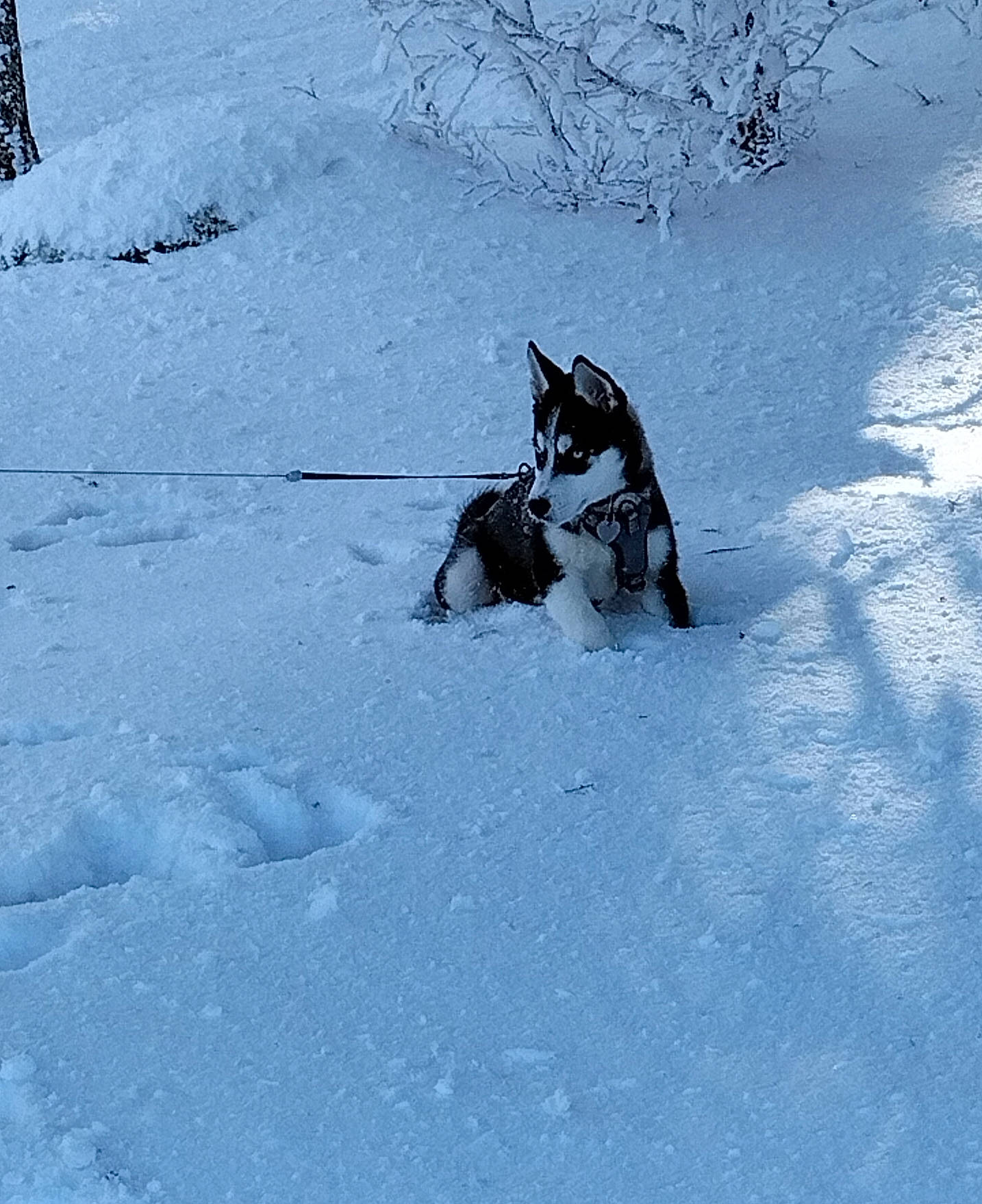 Pykachou participe au concours pour gagner de l'argent avec cette photo : carnivore, dog_breed, extreme_sport, felidae, freezing, fur, glacial_landform, ice_cap, playing_in_the_snow, recreation, sled_dog, slope, small_to_medium_sized_cats, snow, sporting_group, sports, tail, whiskers, winter, winter_sport