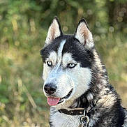 Philippe Renaudon a rejoint le concours — aidez-le/la à gagner de superbes lots ! dog, siberian_husky, blue_eyes, black_and_white, outdoor, animal, pet, tongue_out, collar, leash, fur, canine, nature, portrait, mammal, friendly, alert, domestic_animal, close_up, summer