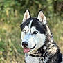 dog, siberian_husky, blue_eyes, black_and_white, outdoor, animal, pet, tongue_out, collar, leash, fur, canine, nature, portrait, mammal, friendly, alert, domestic_animal, close_up, summer