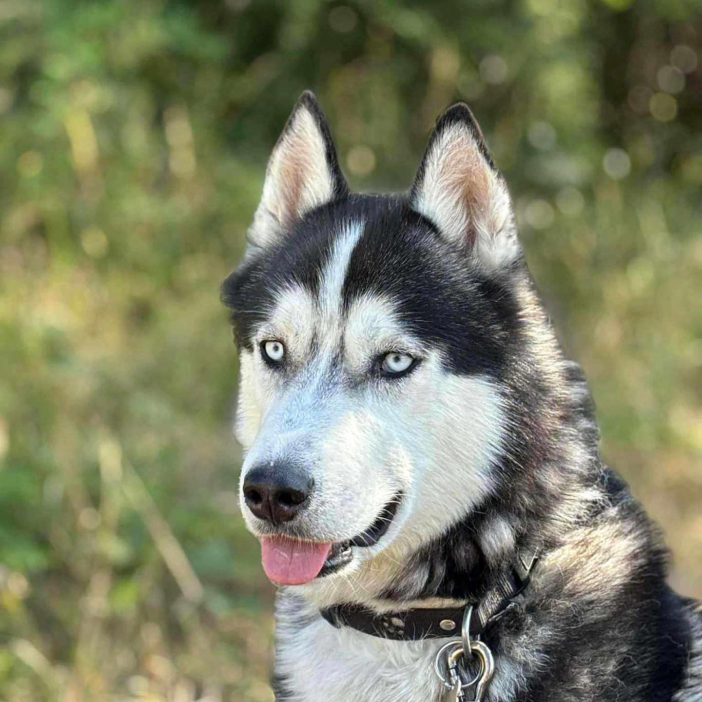 Philippe Renaudon a rejoint le concours — aidez-le/la à gagner de superbes lots ! alert, animal, black_and_white, blue_eyes, canine, close_up, collar, dog, domestic_animal, friendly, fur, leash, mammal, nature, outdoor, pet, portrait, siberian_husky, summer, tongue_out