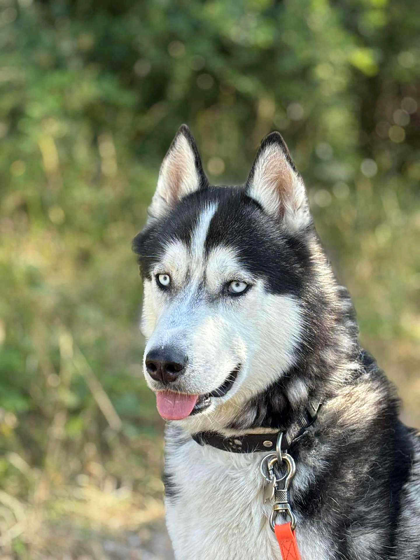 Philippe Renaudon a rejoint le concours — aidez-le/la à gagner de superbes lots ! dog, siberian_husky, blue_eyes, black_and_white, outdoor, animal, pet, tongue_out, collar, leash, fur, canine, nature, portrait, mammal, friendly, alert, domestic_animal, close_up, summer
