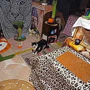 Chip a rejoint le concours — aidez-le/la à gagner de superbes lots ! animal, black_and_white_cat, buddha, cat, chair, cozy, curious, decor, eclectic, floor, furniture, home, indoor, ornament, pattern, plant, rug, table, tablecloth, tapestry