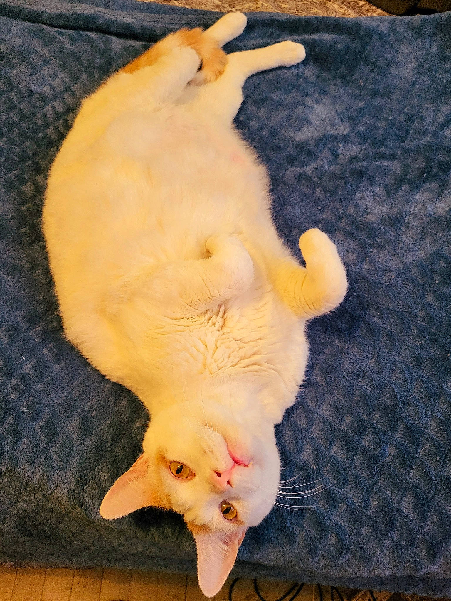 Castiel is registered to the contest to win money with this photo: canidae, carnivore, cat, claw, comfort, companion_dog, dog_breed, fawn, felidae, foot, fur, head, linens, nail, paw, small_to_medium_sized_cats, snout, tail, whiskers, wood