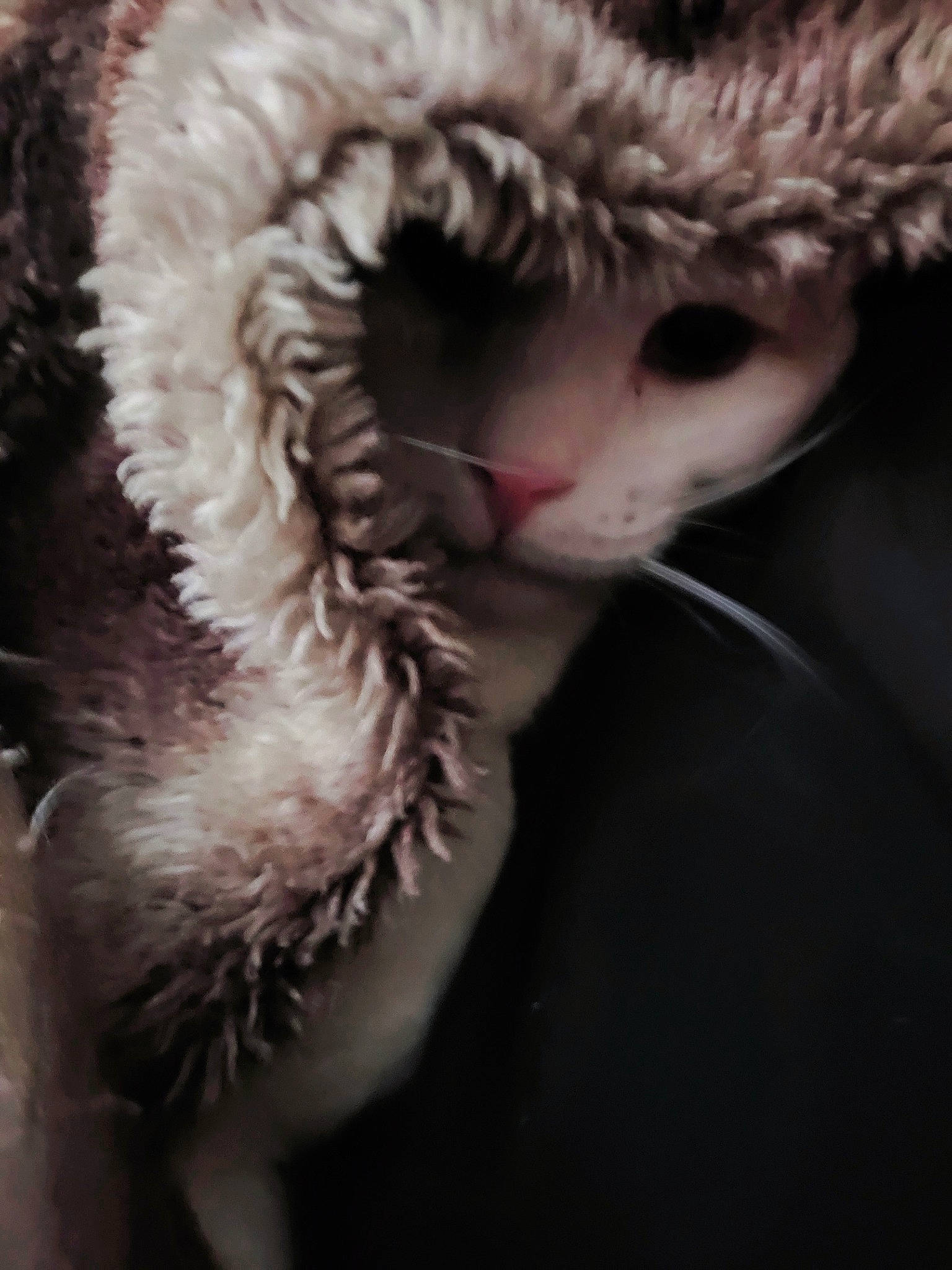 Castiel joined the competition — help win amazing prizes! cap, carnivore, cat, claw, ear, eyelash, fang, felidae, fur, macro_photography, paw, small_to_medium_sized_cats, snout, stuffed_toy, tail, terrestrial_animal, toy, whiskers, wildlife, yawn