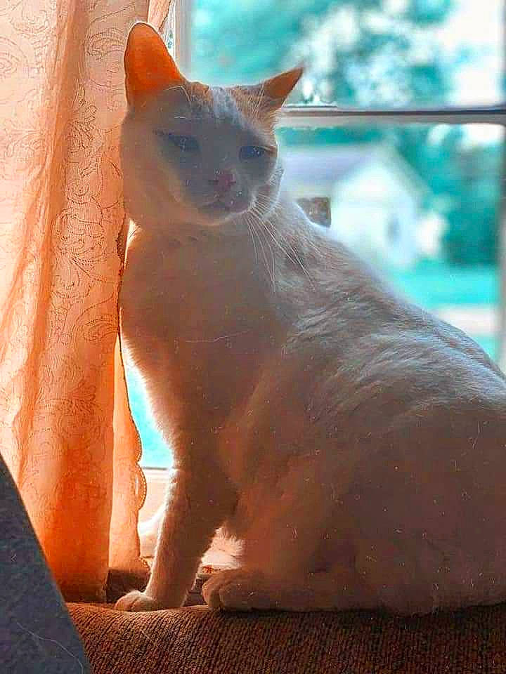 Castiel joined the competition — help win amazing prizes! carnivore, cat, claw, comfort, domestic_short_haired_cat, fawn, felidae, fur, paw, sitting, small_to_medium_sized_cats, snout, tail, terrestrial_animal, whiskers, wildlife, window