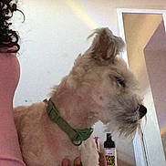 Chase is registered to the contest to win money with this photo: dog, indoor, person, hand, collar, mirror, rainbow, wall, dresser, bottle, furniture, curly_hair, pink_clothing, pet, light, shadow, room, holding, side_view, domestic