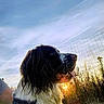 animal, black_and_white, canine, closeup, daylight, dog, fence, field, fur, grass, happy, nature, outdoor, person_arm, pet, profile, sky, sunlight, sunset, tongue