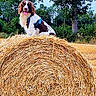 animal, blue_sky, canine, dog, ear, farm, field, fur, grass, greenery, happy, harness, hay_bale, nature, outdoor, pet, rural, summer, tongue, tree