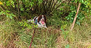 Voyou participe au concours pour gagner de l'argent avec cette photo : animal, bush, canine, dog, field, fur, grass, greenery, happy, harness, leash, muzzle, nature, outdoor, panting, resting, shade, spotted, summer, tongue