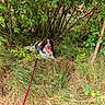 Voyou participe au concours pour gagner de l'argent avec cette photo : dog, grass, leash, harness, bush, greenery, outdoor, nature, panting, happy, canine, animal, summer, shade, resting, fur, spotted, tongue, muzzle, field