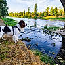 Voyou participe au concours pour gagner de l'argent avec cette photo : animal, bridge, canine, clouds, daylight, dog, grass, landscape, leash, nature, outdoor, park, reflection, river, rocks, scenic, sky, summer, trees, water