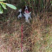 Voyou a rejoint le concours — aidez-le/la à gagner de superbes lots ! dog, leash, grass, outdoor, nature, bushes, pet, canine, animal, tongue_out, happy, brown_and_white, fur, sitting, summer, sunlight, wild, field, vegetation, playful