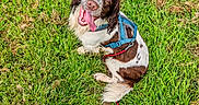 Voyou participe au concours pour gagner de l'argent avec cette photo : dog, grass, leash, harness, outdoor, pet, canine, tongue_out, happy, playful, brown_and_white, sitting, nature, animal, field, summer, cute, friendly, fur, ears