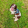 animal, brown_and_white, canine, cute, dog, ears, field, friendly, fur, grass, happy, harness, leash, nature, outdoor, pet, playful, sitting, summer, tongue_out