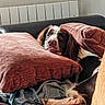 blanket, brown, calm, couch, cozy, dog, ears, fur, head, indoor, living_room, pet, pillows, radiator, relaxed, resting, snout, texture, wall, white