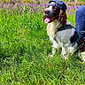 Voyou participe au concours pour gagner de l'argent avec cette photo : dog, grass, flower, purple_flower, greenery, canine, sunlight, outdoor, nature, pet, animal, happy, tongue_out, cap, backwards_cap, field, leash, fur, summer, scenery