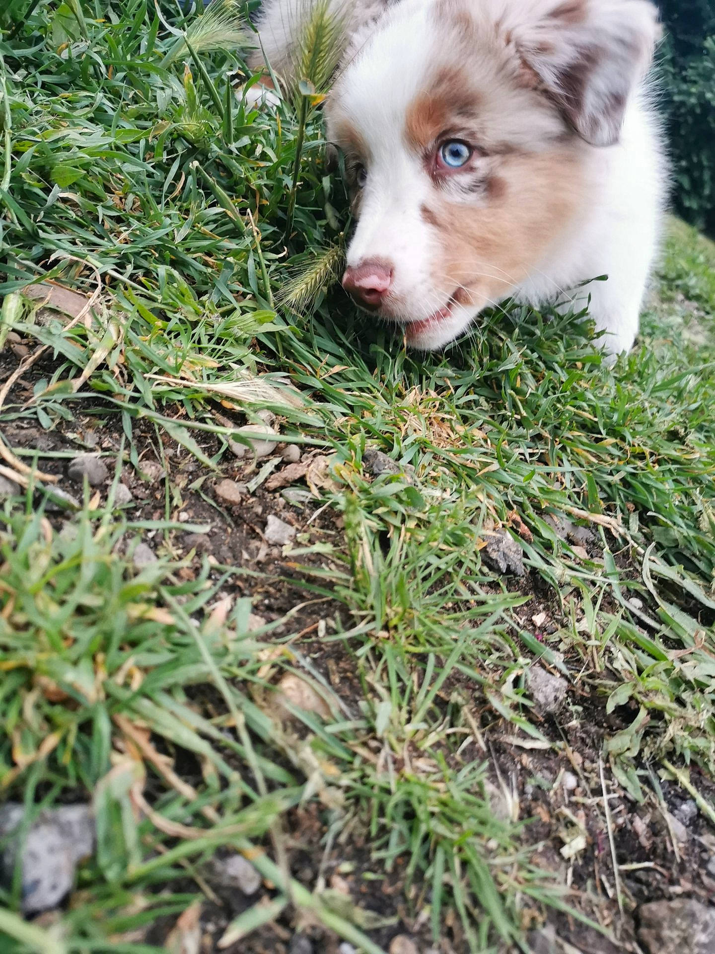 Rocky a rejoint le concours — aidez-le/la à gagner de superbes lots ! australian_shepherd, border_collie, canidae, carnivore, dog, dog_breed, grass, herding_dog, mammal, miniature_australian_shepherd, plant, puppy, sporting_group, vertebrate
