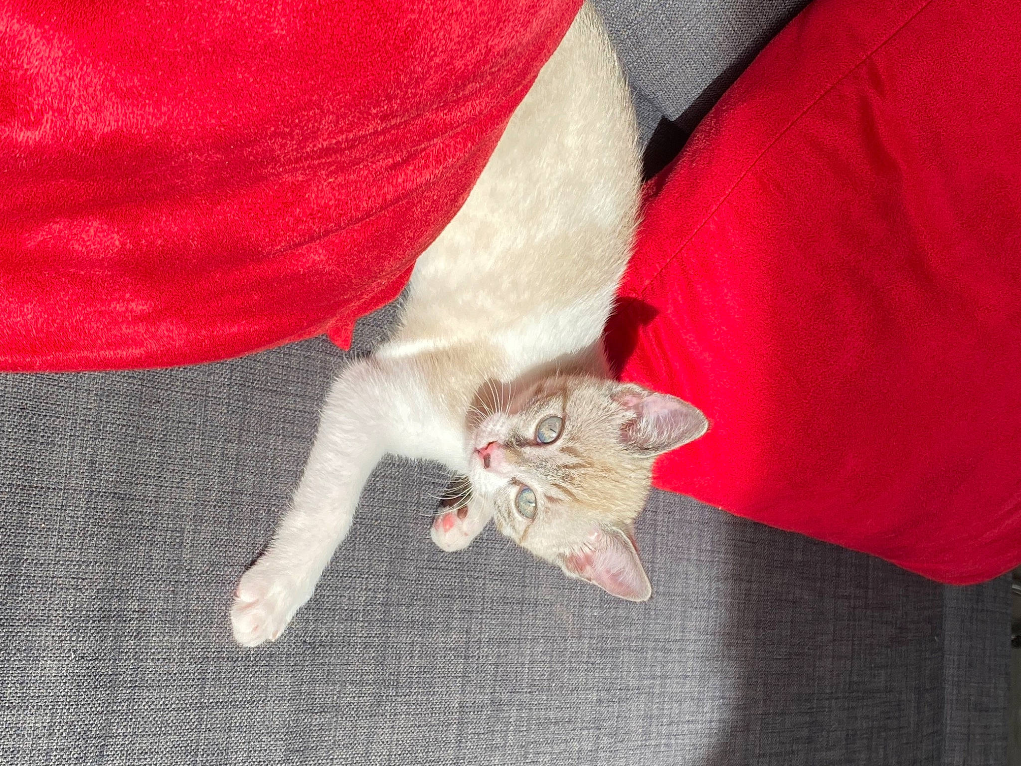 Lucette a rejoint le concours — aidez-le/la à gagner de superbes lots ! carmine, carnivore, cat, claw, comfort, domestic_short_haired_cat, fawn, felidae, fur, gesture, grey, human_leg, leg, linens, nail, paw, small_to_medium_sized_cats, tail, textile, whiskers