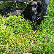 Olive a rejoint le concours — aidez-le/la à gagner de superbes lots ! puppy, black_dog, grass, stroller, wheel, outdoor, pet, young_dog, animal, nature, daylight, greenery, curious, canine, small_dog, resting, closeup, fur, snout, ears