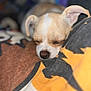 Poppy a rejoint le concours — aidez-le/la à gagner de superbes lots ! dog, sleeping, cute, small_dog, blanket, resting, cozy, indoor, fur, pet, animal, snout, ears, closeup, relaxation, comfort, soft, peaceful, cute_pet, napping