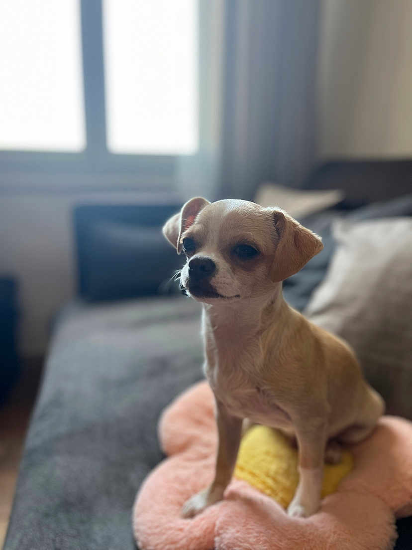 Poppy a rejoint le concours — aidez-le/la à gagner de superbes lots ! dog, small_dog, puppy, cushion, flower_shaped_cushion, sofa, indoor, living_room, pet, animal, soft_light, window, blurred_background, furniture, cute, sitting, brown_dog, white_dog, ears, face