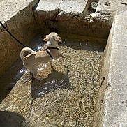 Poppy participe au concours pour gagner de l'argent avec cette photo : dog, water, stone, sunlight, shadow, outdoor, leash, small_dog, shallow_water, ripples, reflection, daylight, pet, nature, curious, pavement, concrete, animal, playful, sunshine