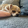 dog, puppy, sleeping, couch, blanket, cozy, indoor, pet, resting, fur, cute, small_dog, relaxation, home, living_room, comfort, animal, canine, pink_pillow, gray_couch