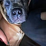 Tyrese joined the competition — help win amazing prizes! animal, close, close_up, comfort, companion, cozy, dog, domestic_animal, face, friendship, fur, human_arm, indoor, napping, peaceful, pet, relaxation, resting, sleeping, snout