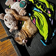 Tyrese is registered to the contest to win money with this photo: blanket, brown_dog, colorful_blanket, comfort, couch, cozy, dog, home, indoor, napping, paw, pet, plush_toy, relaxing, resting, sleeping, snuggling, soft_texture, stuffed_animal, wood_floor
