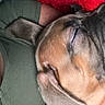 Tyrese is registered to the contest to win money with this photo: animal, close_up, comfort, companion, cozy, cute, dog, ear, face, fur, green_sweater, indoors, person, pet, portrait, red_blanket, relaxing, rest, sleeping, snuggle