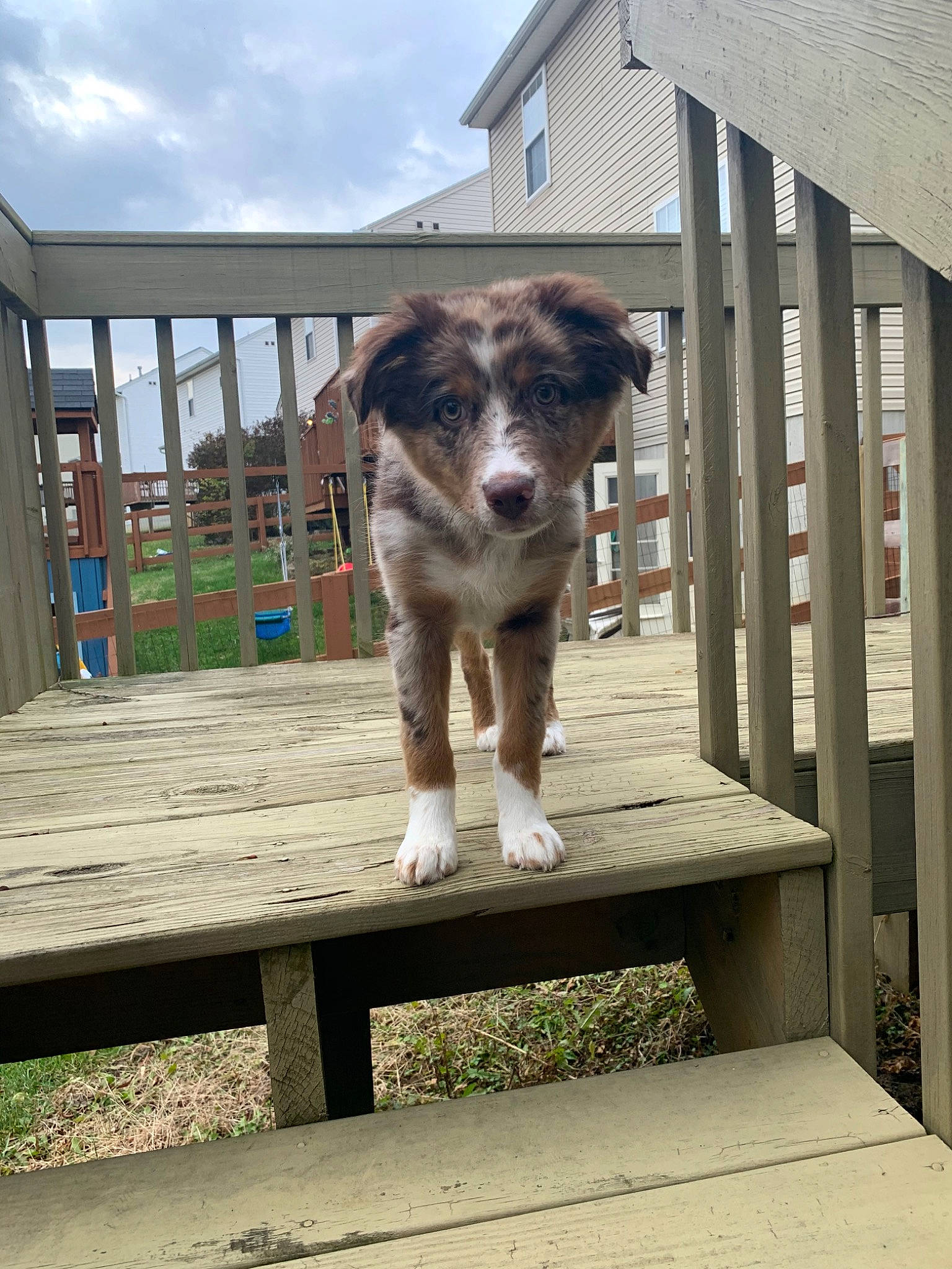 Cali joined the competition — help win amazing prizes! australian_shepherd, border_collie, canidae, carnivore, companion_dog, deck, dog, dog_breed, herding_dog, home, house, mammal, miniature_australian_shepherd, porch, sporting_group, working_dog