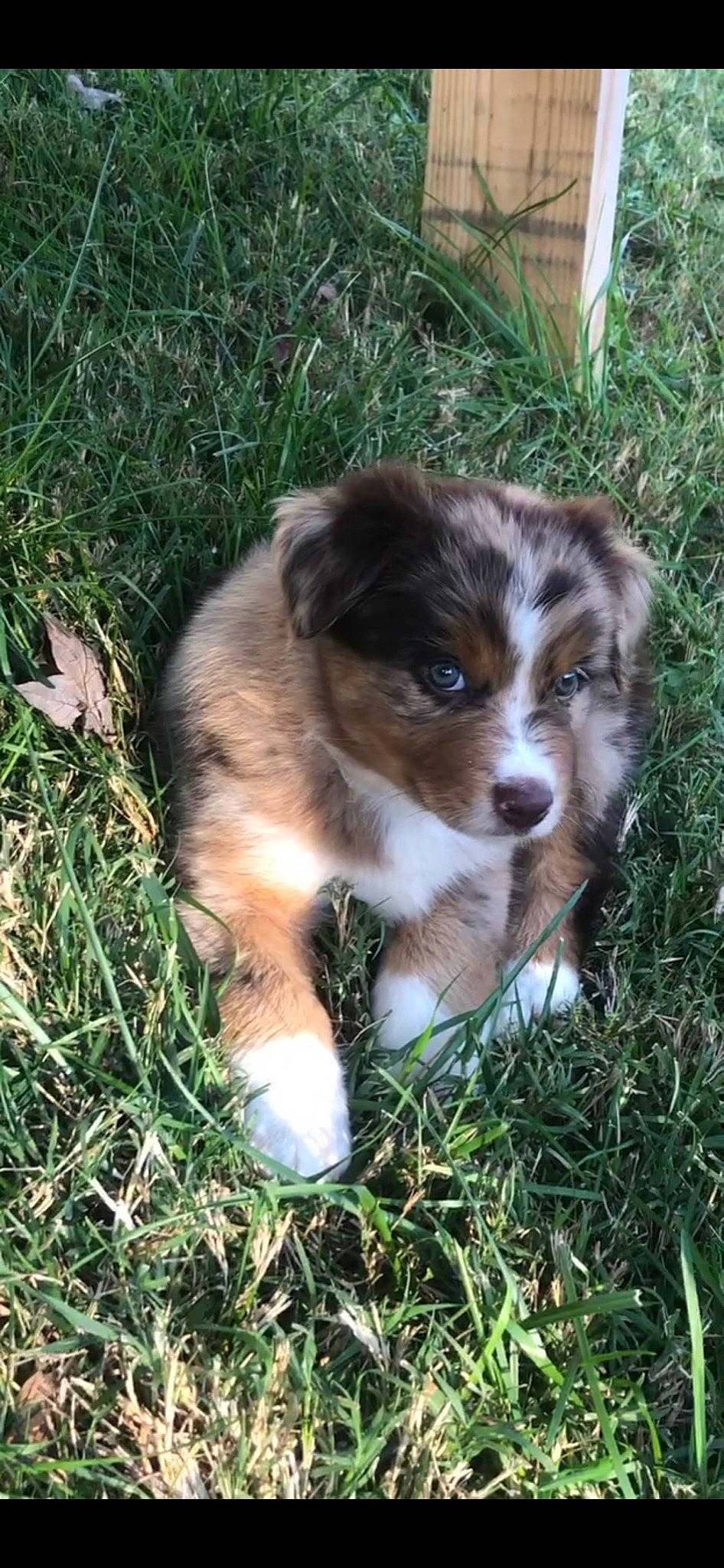 Cali is registered to the contest to win money with this photo: australian_collie, australian_shepherd, border_collie, canidae, carnivore, companion_dog, dog, dog_breed, herding_dog, mammal, miniature_australian_shepherd, puppy, sporting_group, texas_heeler, vertebrate, welsh_sheepdog, working_dog