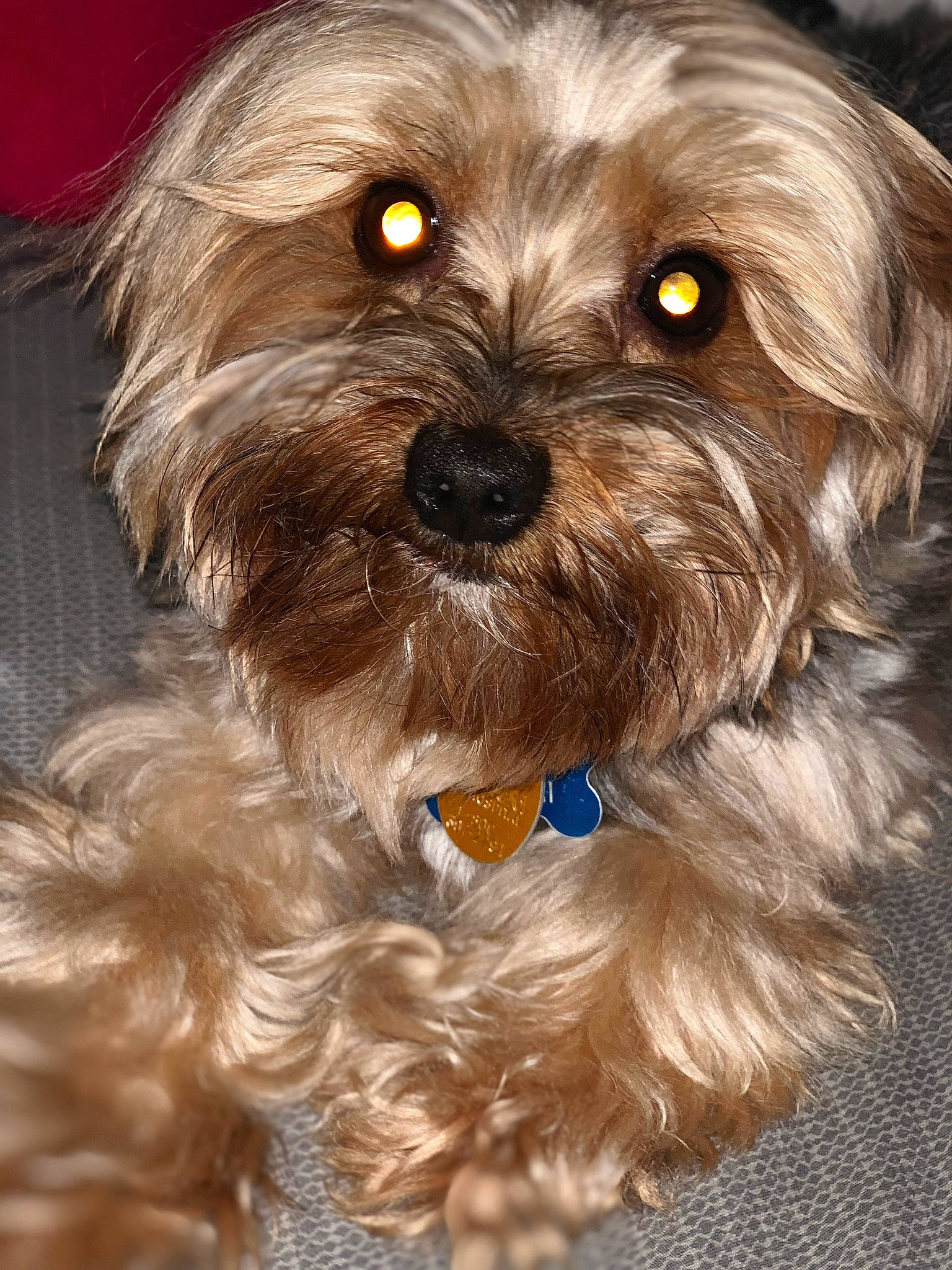 Wriggly is registered to the contest to win money with this photo: bolonka, canidae, carnivore, companion_dog, dog, dog_breed, lhasa_apso, lowchen, mammal, morkie, puppy, schnoodle, shih_tzu, small_terrier, snout, sporting_group, terrier, vertebrate, yorkipoo, yorkshire_terrier