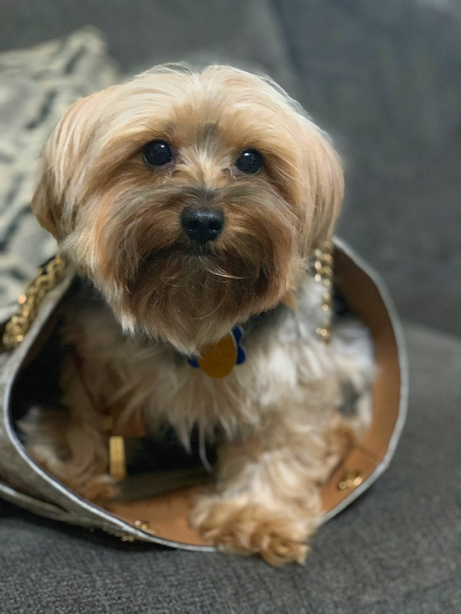 Wriggly joined the competition — help win amazing prizes! biewer_terrier, canidae, carnivore, chinese_imperial_dog, companion_dog, dog, dog_breed, glen_of_imaal_terrier, lhasa_apso, maltepoo, mammal, morkie, puppy, small_terrier, snout, sporting_lucas_terrier, terrier, vertebrate, yorkipoo, yorkshire_terrier