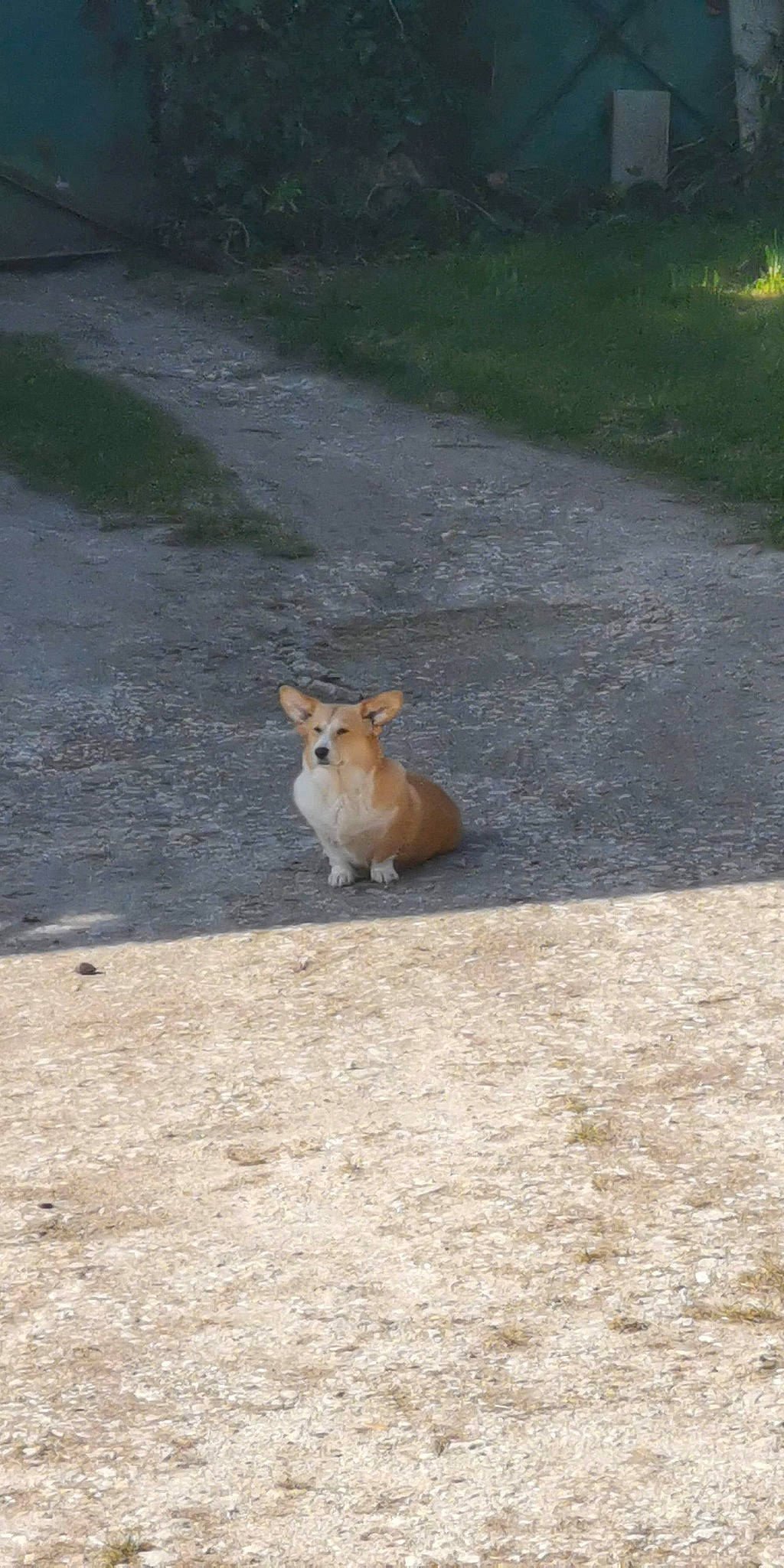 Monalisa participe au concours pour gagner de l'argent avec cette photo : asphalt, canidae, carnivore, fawn, mammal, pembroke_welsh_corgi, road_surface, tail, welsh_corgi, wildlife