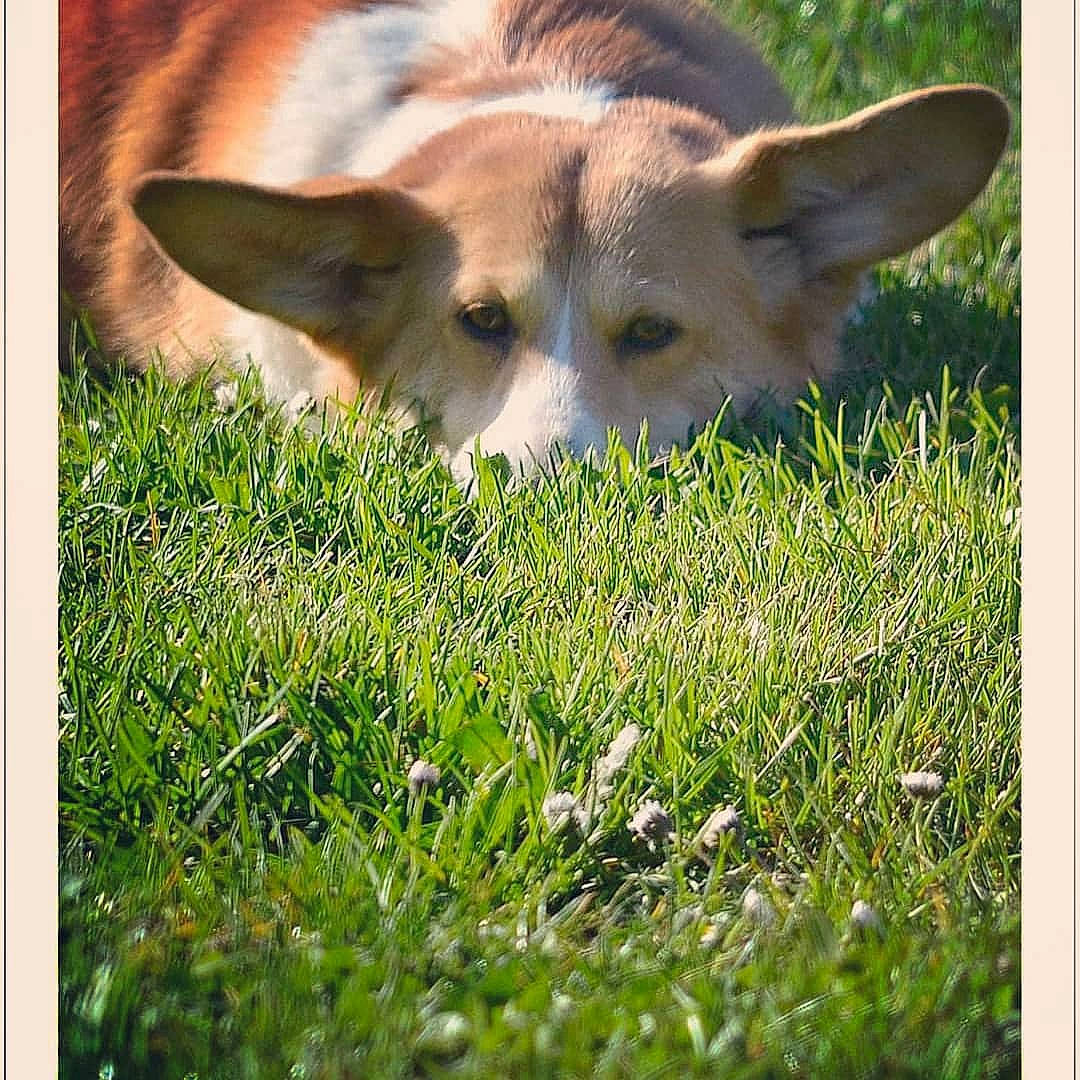 Monalisa participe au concours pour gagner de l'argent avec cette photo : adaptation, canidae, carnivore, dog_breed, ear, fawn, grass, grassland, mammal, nose, pembroke_welsh_corgi, plant, snout, welsh_corgi, wildlife