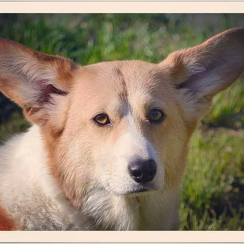 Monalisa a rejoint le concours — aidez-le/la à gagner de superbes lots ! ancient_dog_breeds, canaan_dog, canidae, carnivore, companion_dog, dog, dog_breed, eye, fawn, mammal, nose, pembroke_welsh_corgi, photo_caption, rare_breed_dog, saarloos_wolfdog, siberian_husky, snout, street_dog, vertebrate, wildlife