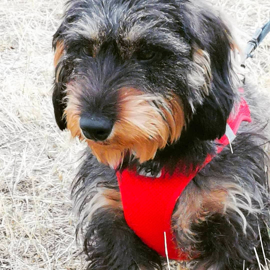 Moustic participe au concours pour gagner de l'argent avec cette photo : bosnian_coarse_haired_hound, briquet_griffon_vendeen, canidae, cao_da_serra_de_aires, carnivore, companion_dog, dog, dog_breed, mammal, otterhound, petit_basset_griffon_vendeen, rare_breed_dog, sapsali, schnoodle, small_terrier, sporting_group, sporting_lucas_terrier, terrier, vertebrate