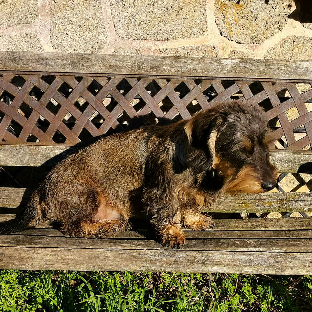 Moustic participe au concours pour gagner de l'argent avec cette photo : bosnian_coarse_haired_hound, canidae, carnivore, dachshund, dog, dog_breed, mammal, puppy, sporting_group, vertebrate