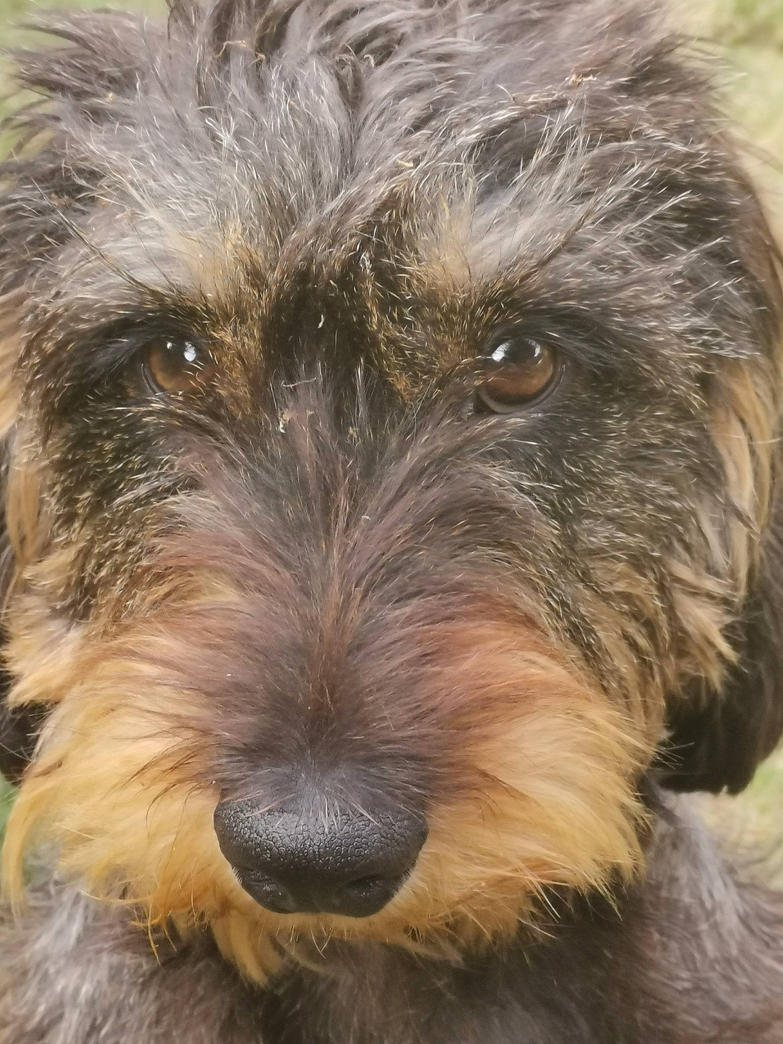 Moustic participe au concours pour gagner de l'argent avec cette photo : bosnian_coarse_haired_hound, canidae, carnivore, catalan_sheepdog, companion_dog, dog, dog_breed, dutch_smoushond, glen_of_imaal_terrier, mammal, miniature_schnauzer, otterhound, rare_breed_dog, sapsali, schnoodle, small_terrier, snout, sporting_group, terrier, vertebrate