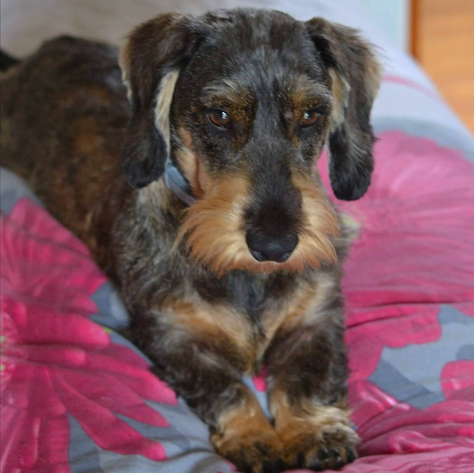 Moustic a rejoint le concours — aidez-le/la à gagner de superbes lots ! canidae, carnivore, companion_dog, dog, dog_breed, mammal, puppy, rare_breed_dog, schnoodle, snout, sporting_group, terrier, vertebrate, welsh_terrier, yorkipoo