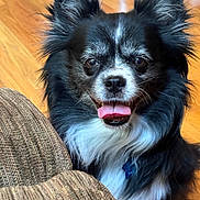 Murphy joined the competition — help win amazing prizes! dog, puppy, black_and_white, fluffy, long_hair, happy, smiling, tongue_out, open_mouth, portrait, close_up, face, ears, brown_eyes, collar, indoor, wooden_floor, couch, cushion, pet