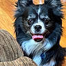 dog, puppy, black_and_white, fluffy, long_hair, happy, smiling, tongue_out, open_mouth, portrait, close_up, face, ears, brown_eyes, collar, indoor, wooden_floor, couch, cushion, pet
